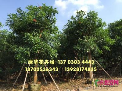 珊瑚刺桐