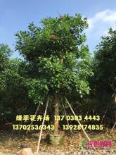 珊瑚刺桐