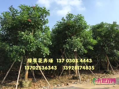 珊瑚刺桐